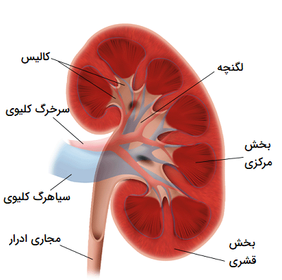 تشریح بافت کلیه